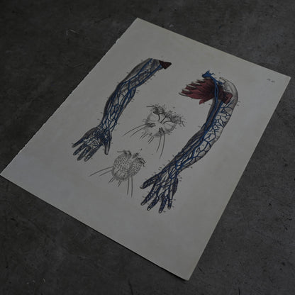 Anatomical Print  PI.45｛RB-01132｝