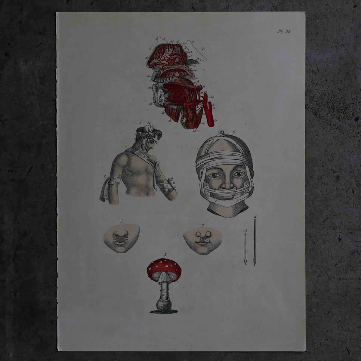 Anatomical Print  PI.38｛RB-01131｝