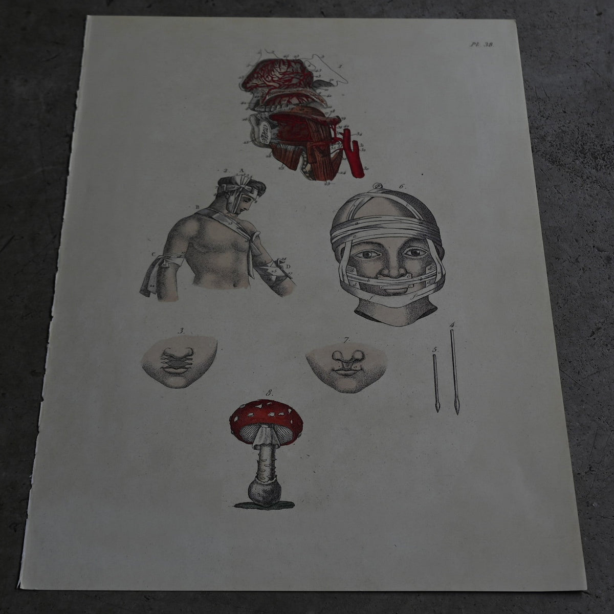 Anatomical Print  PI.38｛RB-01131｝