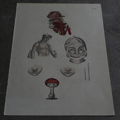 Anatomical Print  PI.38｛RB-01131｝