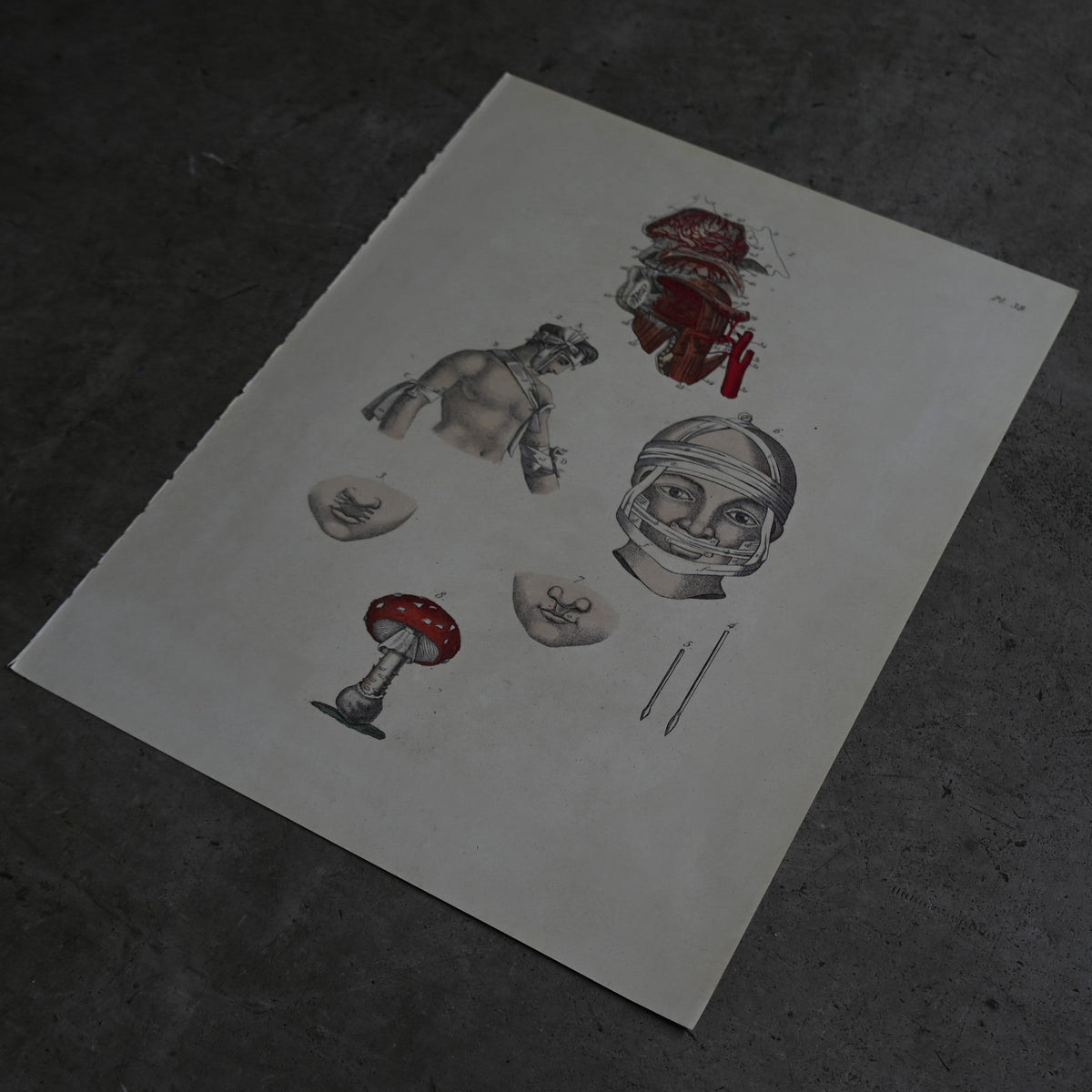 Anatomical Print  PI.38｛RB-01131｝