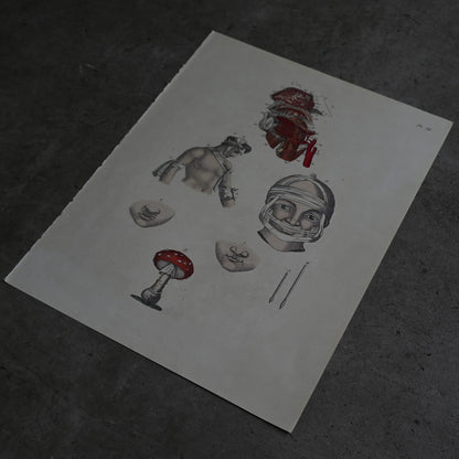 Anatomical Print  PI.38｛RB-01131｝