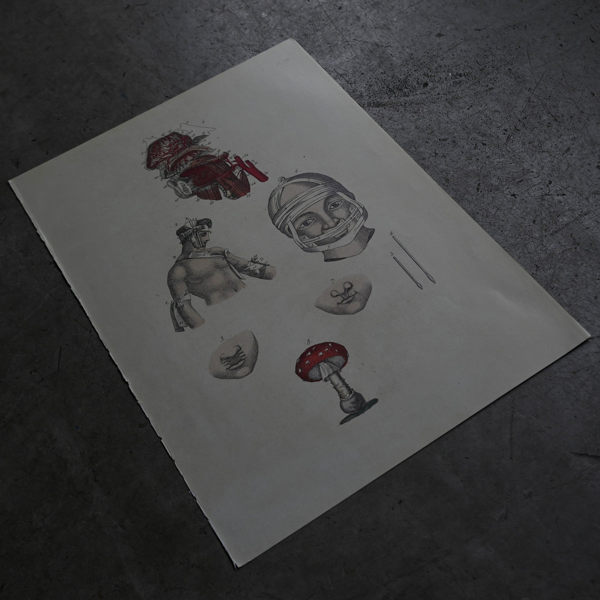 Anatomical Print  PI.38｛RB-01131｝