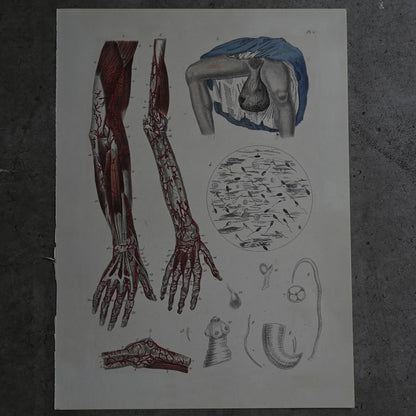 Anatomical Print  PI.11｛RB-01126｝