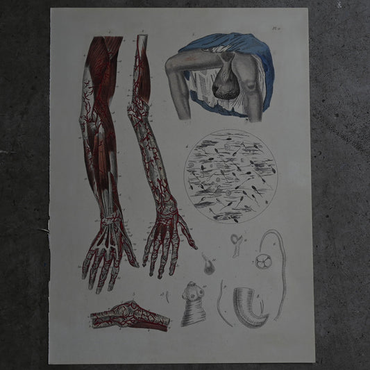 Anatomical Print  PI.11｛RB-01126｝