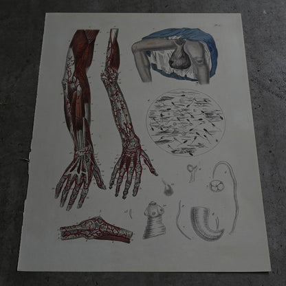 Anatomical Print  PI.11｛RB-01126｝
