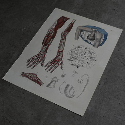 Anatomical Print  PI.11｛RB-01126｝