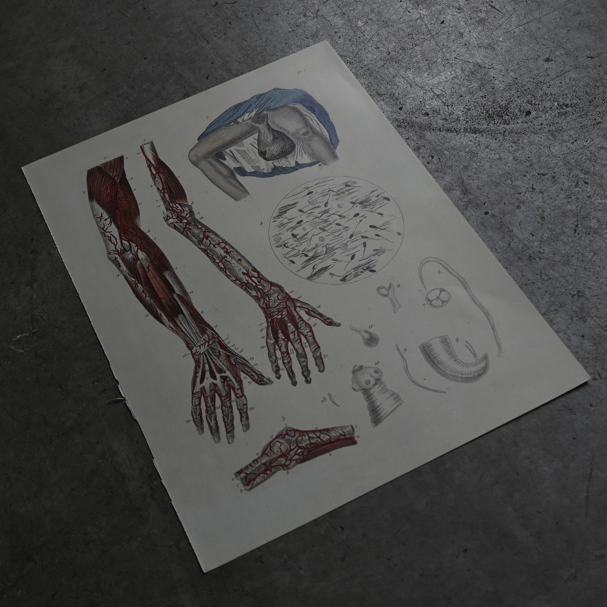 Anatomical Print  PI.11｛RB-01126｝