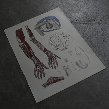 Anatomical Print  PI.11｛RB-01126｝