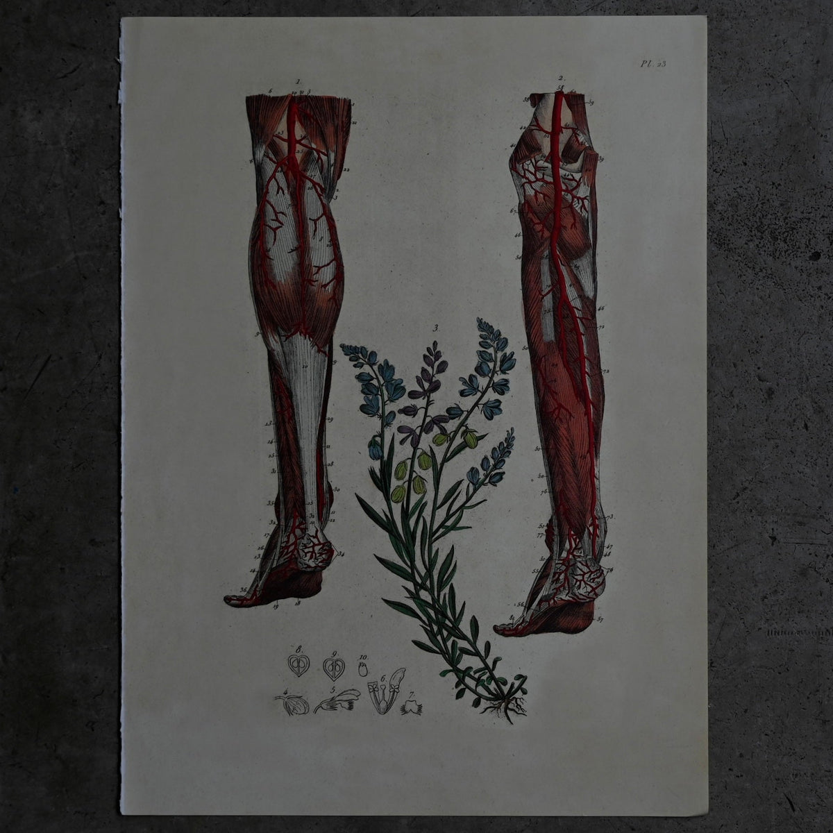 Anatomical Print  PI.23｛RB-01130｝