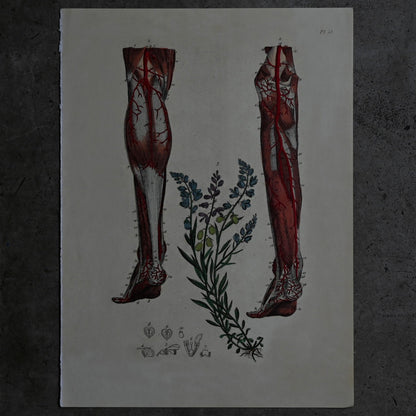Anatomical Print  PI.23｛RB-01130｝