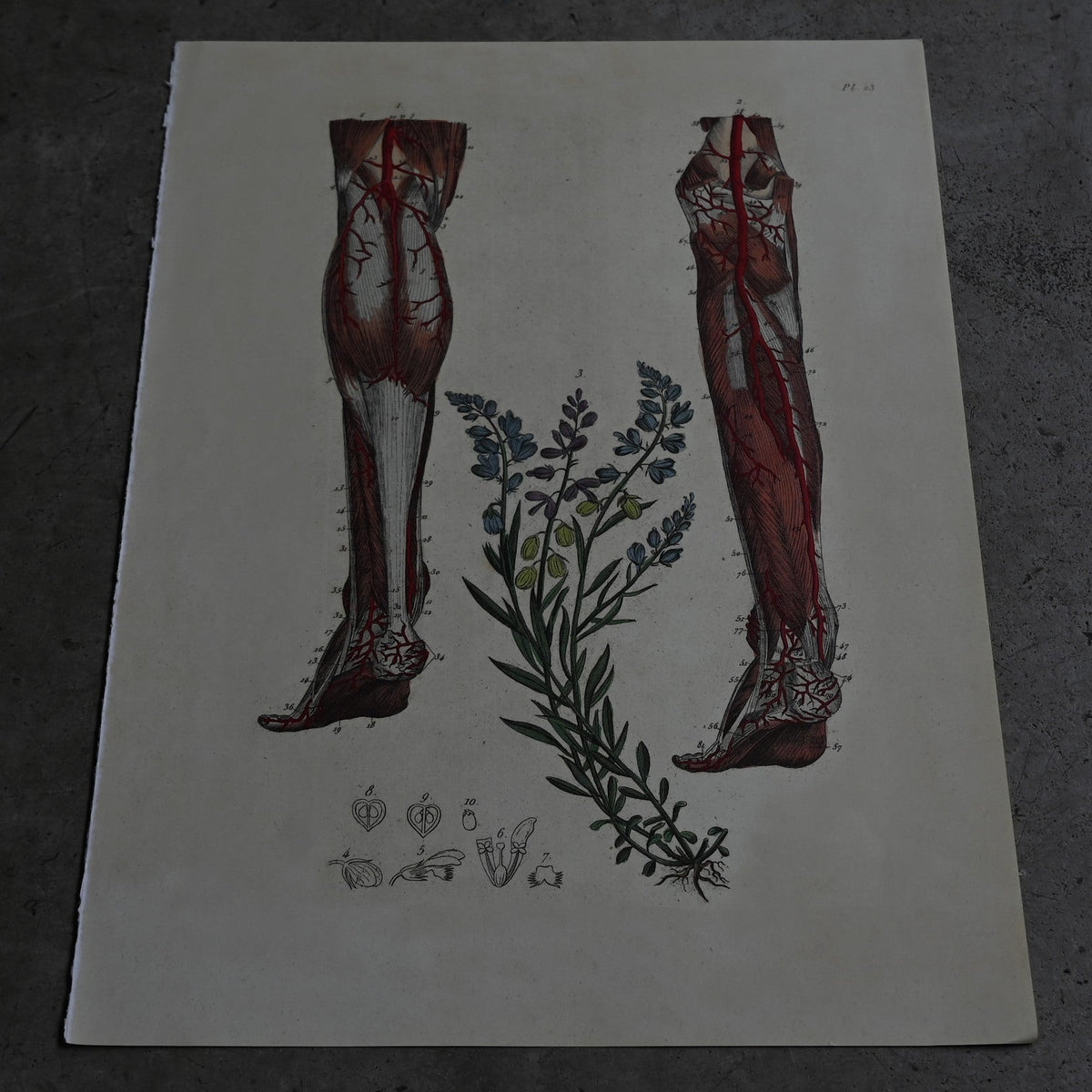 Anatomical Print  PI.23｛RB-01130｝
