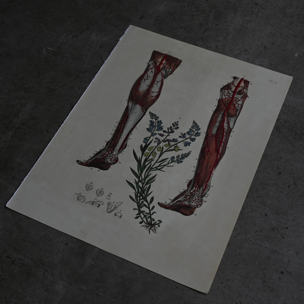 Anatomical Print  PI.23｛RB-01130｝