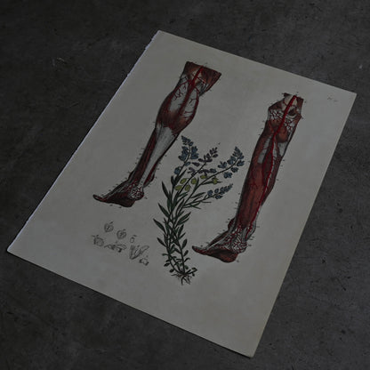 Anatomical Print  PI.23｛RB-01130｝