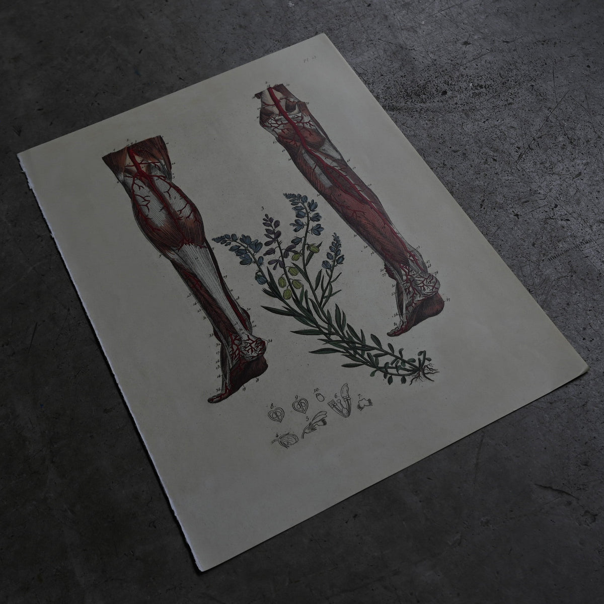 Anatomical Print  PI.23｛RB-01130｝