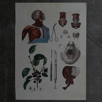 Anatomical Print  PI.17｛RB-01128｝