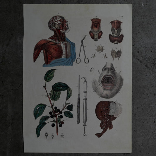 Anatomical Print  PI.17｛RB-01128｝