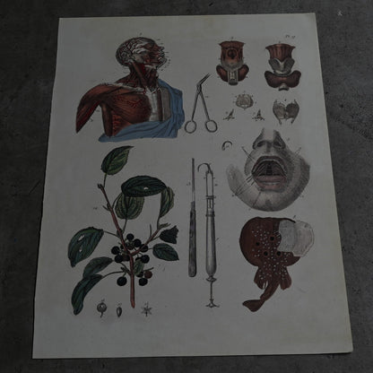 Anatomical Print  PI.17｛RB-01128｝