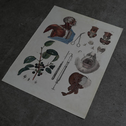 Anatomical Print  PI.17｛RB-01128｝