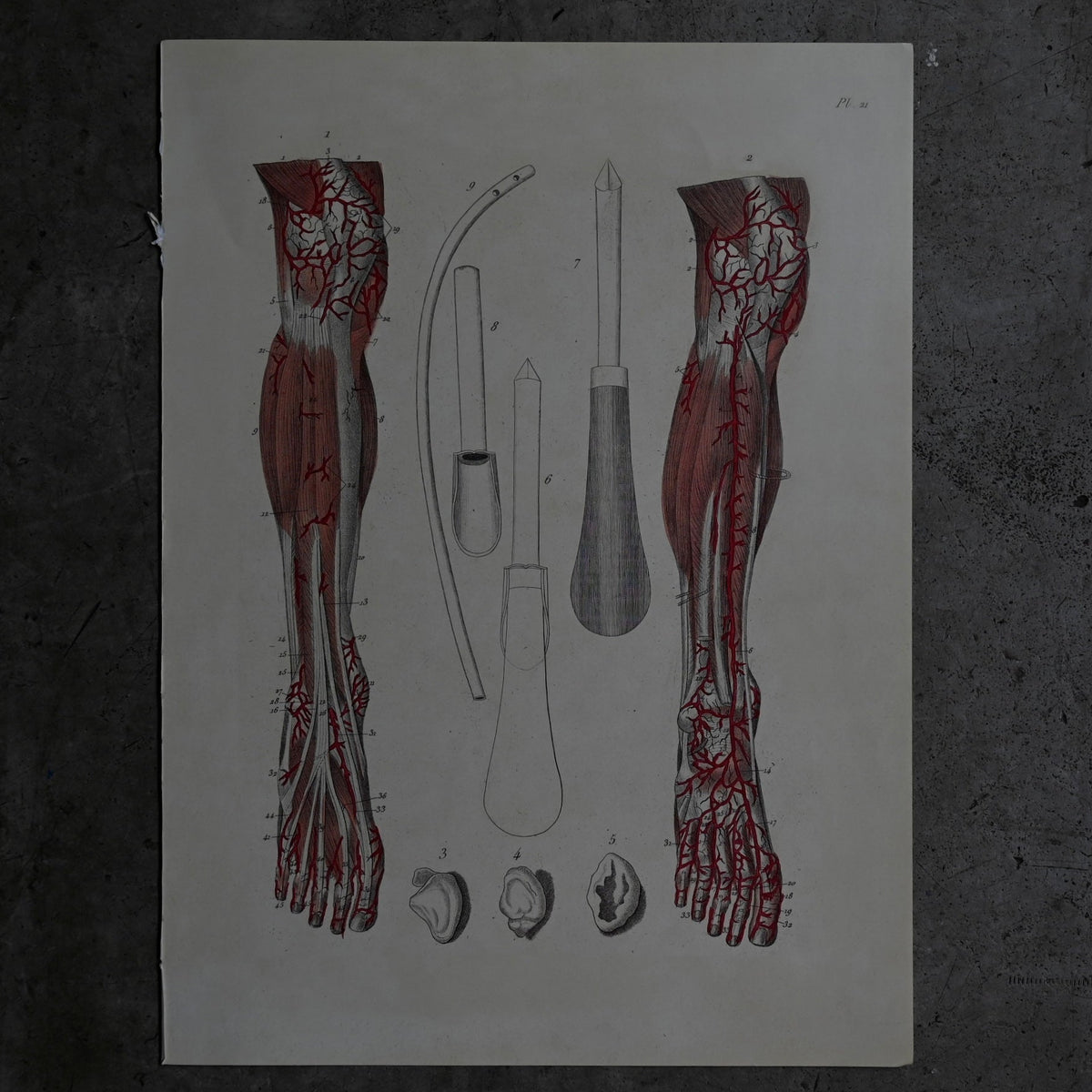 Anatomical Print  PI.21｛RB-01129｝
