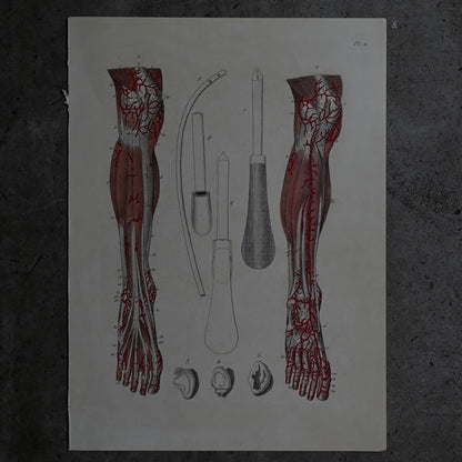 Anatomical Print  PI.21｛RB-01129｝