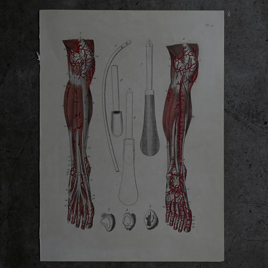 Anatomical Print  PI.21｛RB-01129｝