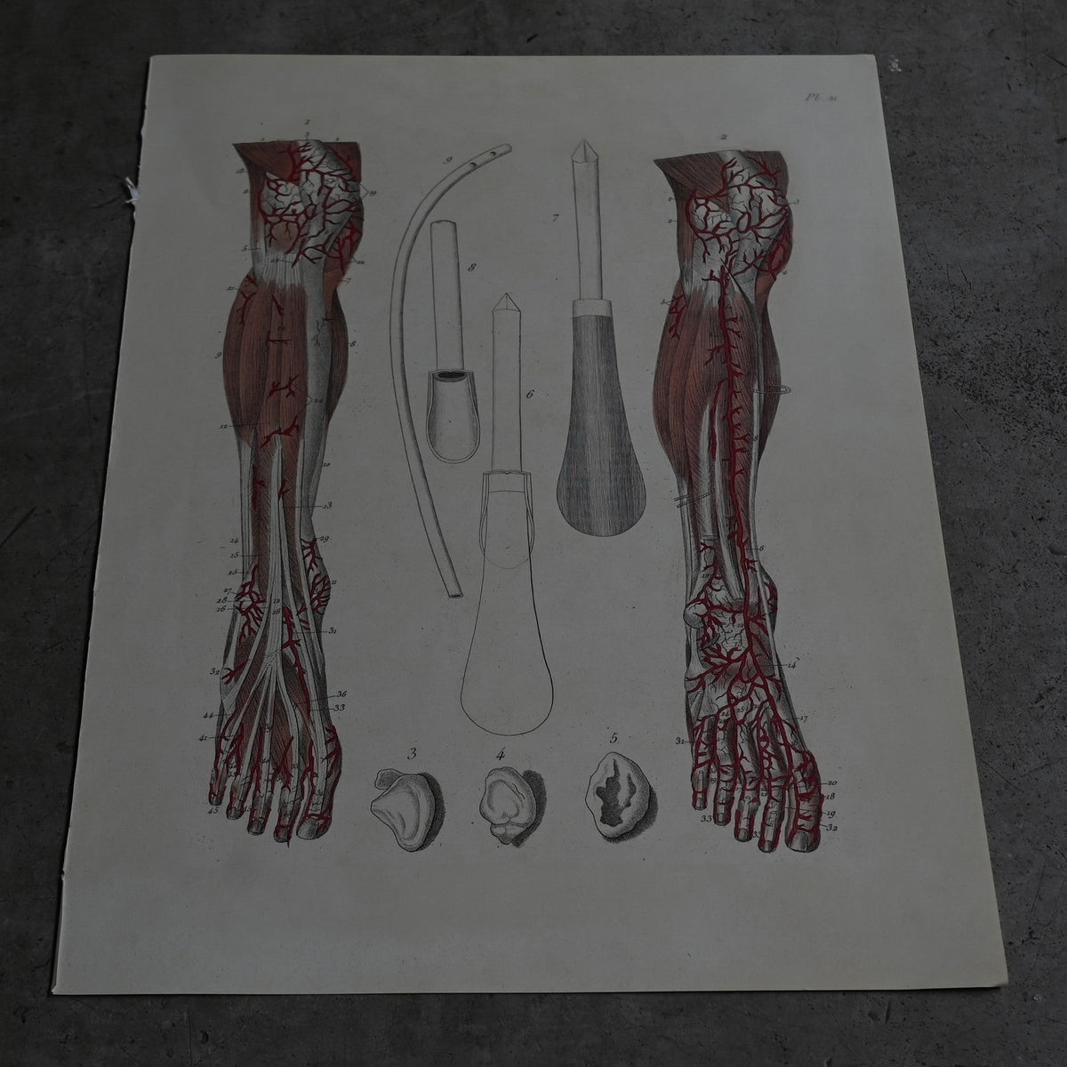 Anatomical Print  PI.21｛RB-01129｝