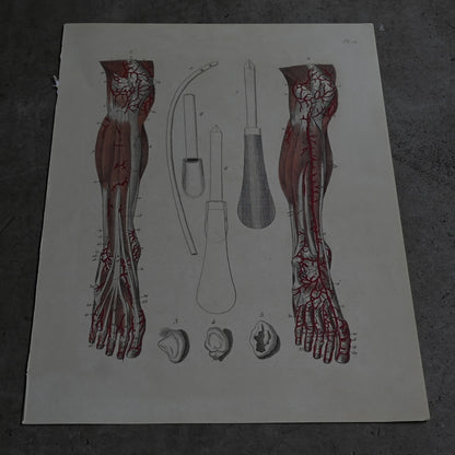 Anatomical Print  PI.21｛RB-01129｝