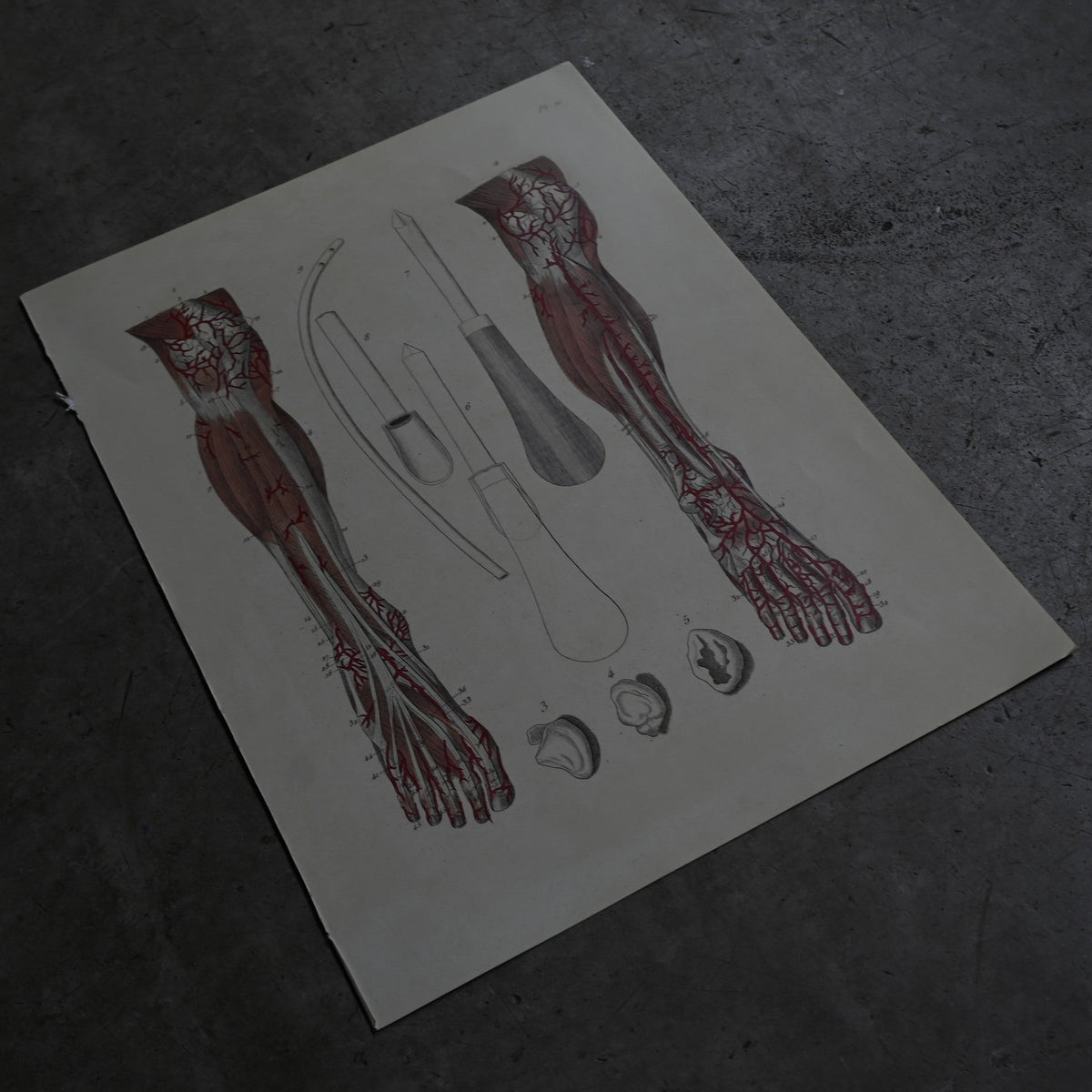 Anatomical Print  PI.21｛RB-01129｝