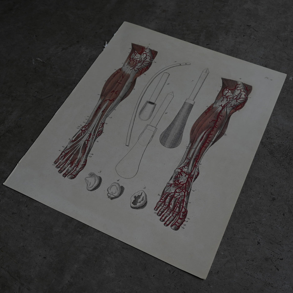 Anatomical Print  PI.21｛RB-01129｝