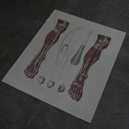 Anatomical Print  PI.21｛RB-01129｝