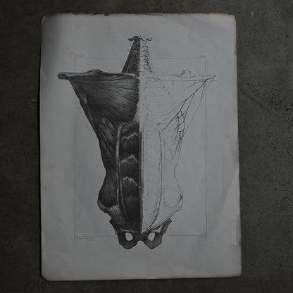 Encyclopedia of Human Anatomy P1-63｛RB-01104｝