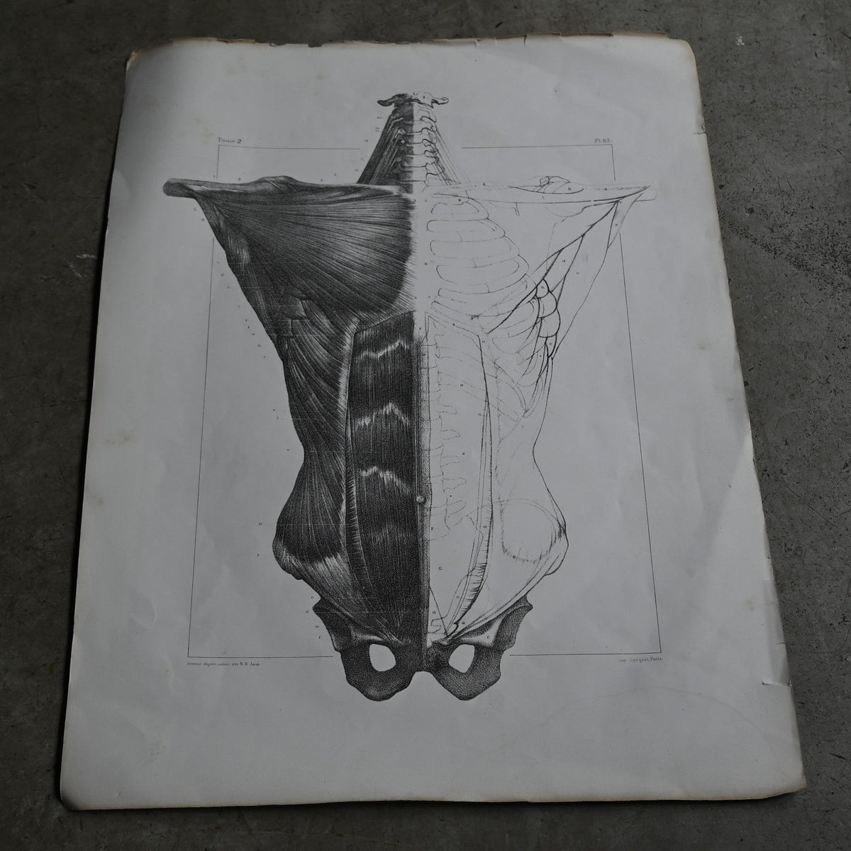 Encyclopedia of Human Anatomy P1-63｛RB-01104｝