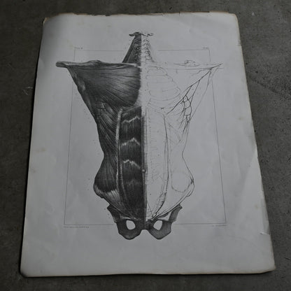 Encyclopedia of Human Anatomy P1-63｛RB-01104｝