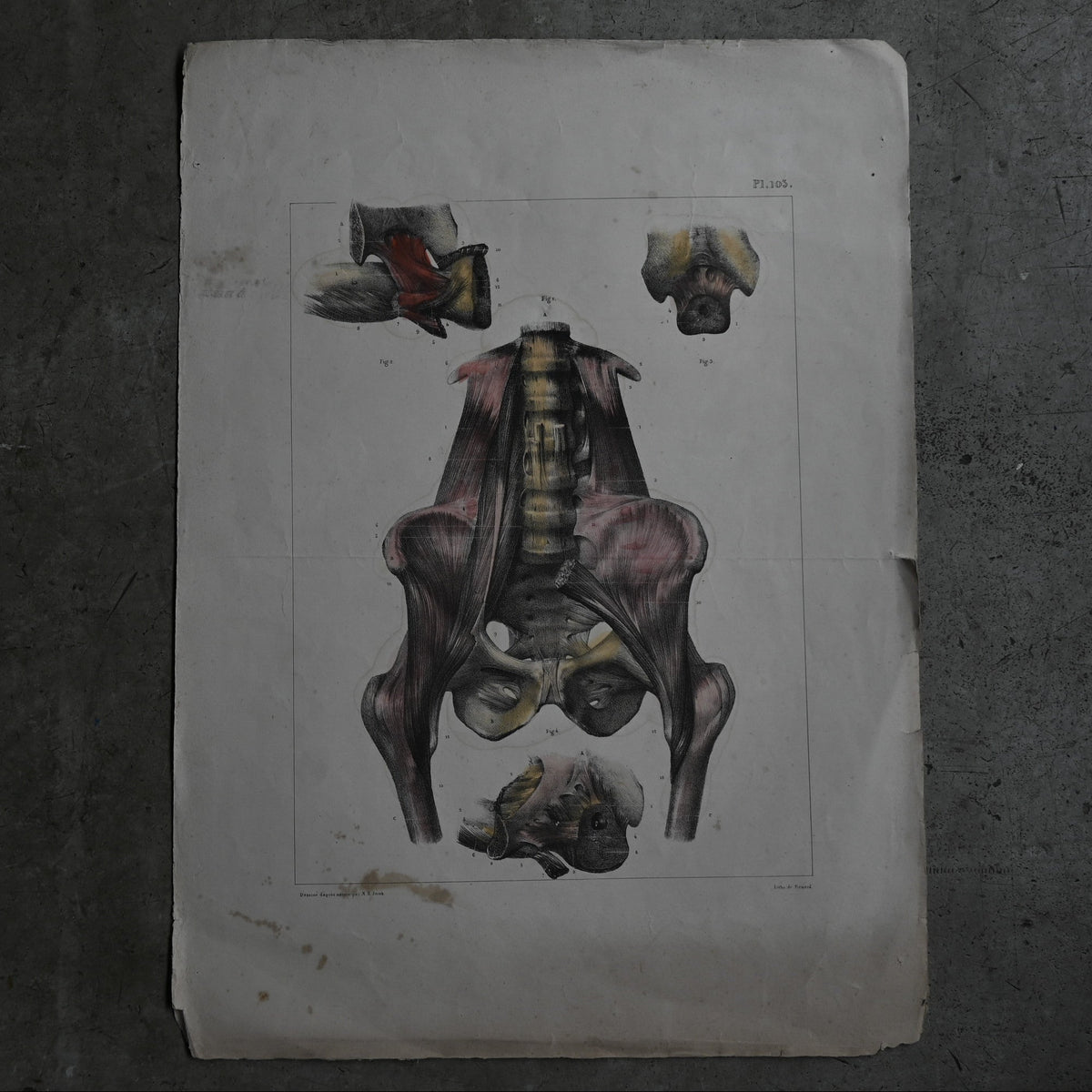Encyclopedia of Human Anatomy P1-103｛RB-01103｝