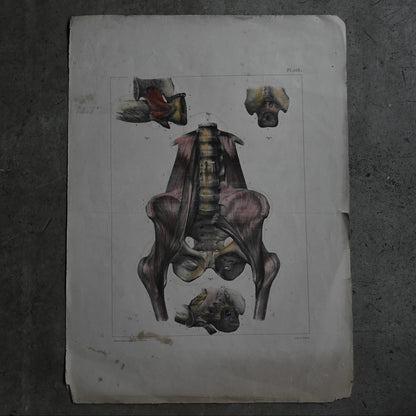 Encyclopedia of Human Anatomy P1-103｛RB-01103｝