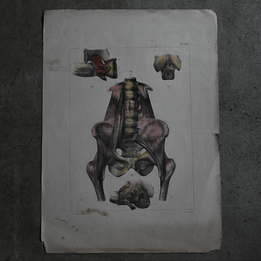 Encyclopedia of Human Anatomy P1-103｛RB-01103｝