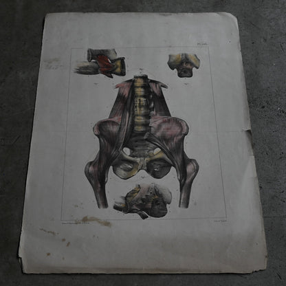 Encyclopedia of Human Anatomy P1-103｛RB-01103｝