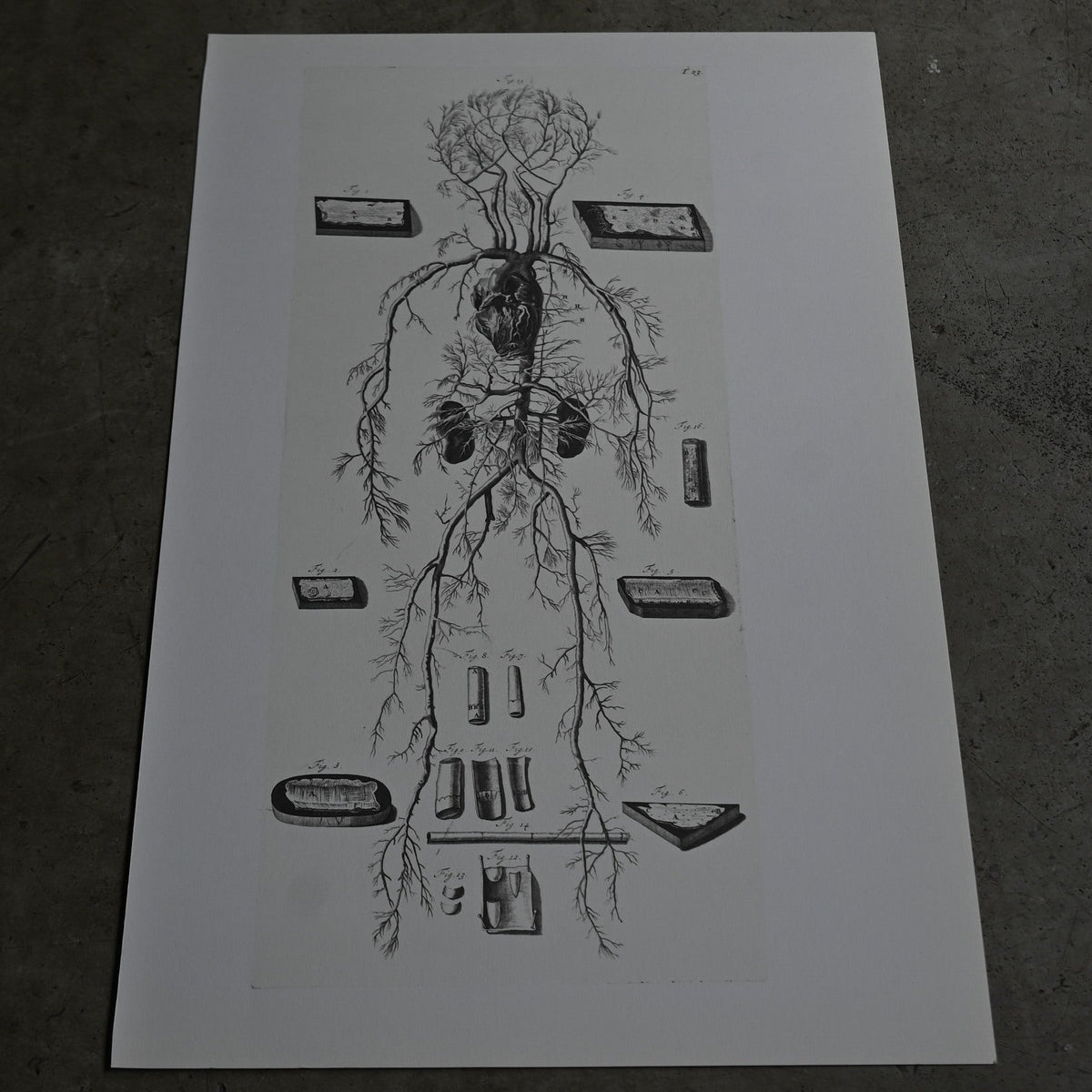 Encyclopedia of Human Anatomy T23｛RB-01106｝