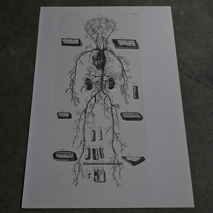 Encyclopedia of Human Anatomy T23｛RB-01106｝