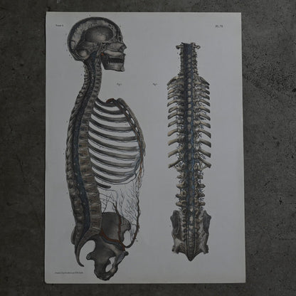 Encyclopedia of Human Anatomy P1-73｛RB-01102｝