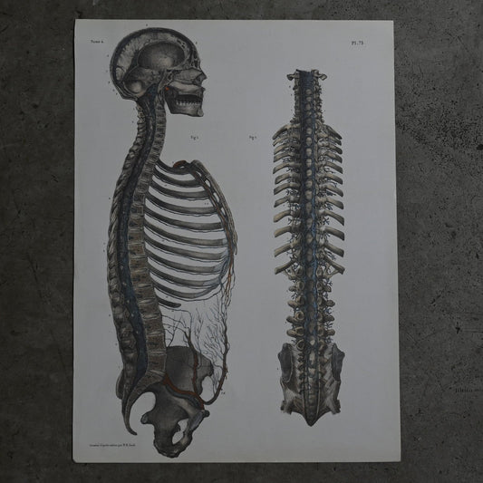 Encyclopedia of Human Anatomy P1-73｛RB-01102｝