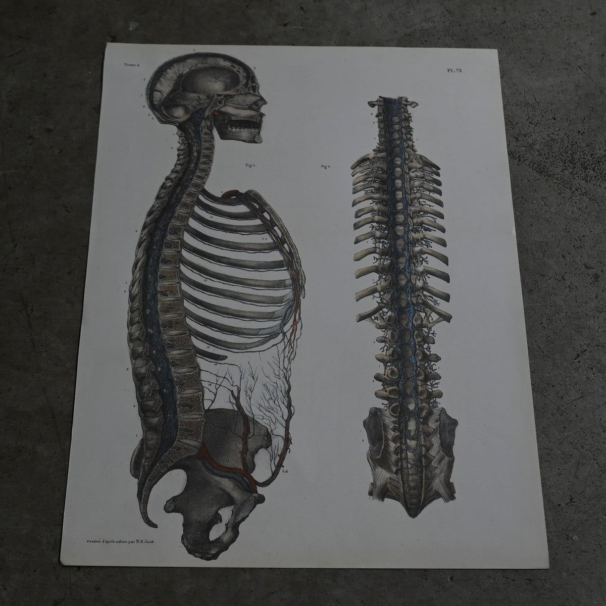 Encyclopedia of Human Anatomy P1-73｛RB-01102｝