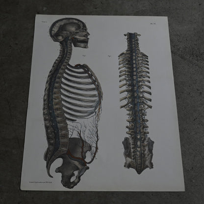 Encyclopedia of Human Anatomy P1-73｛RB-01102｝