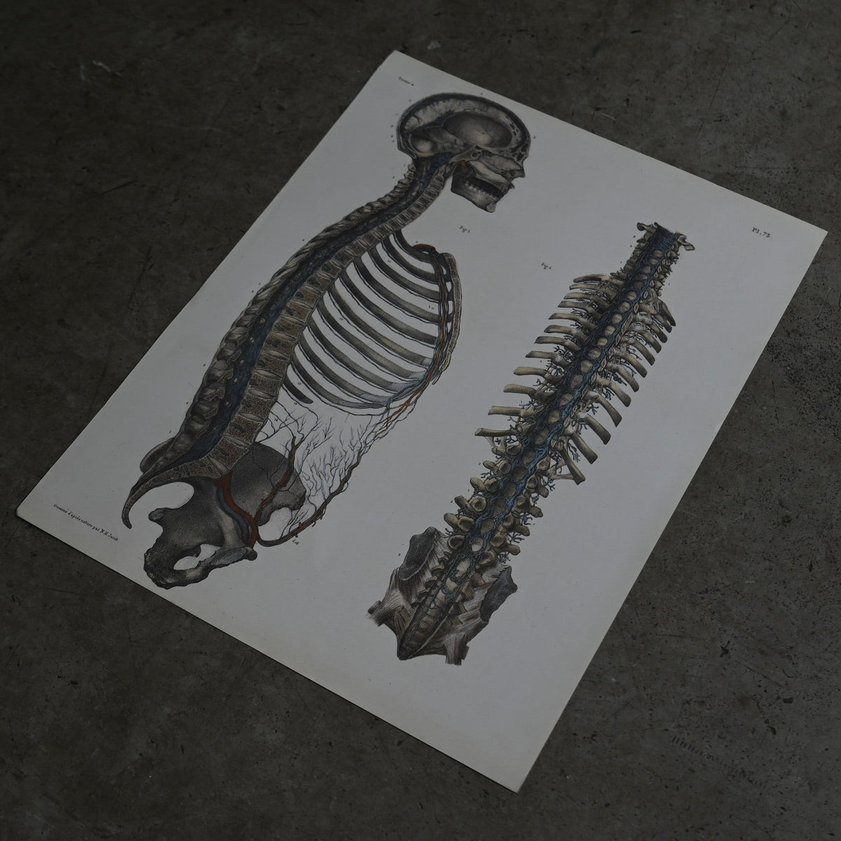 Encyclopedia of Human Anatomy P1-73｛RB-01102｝