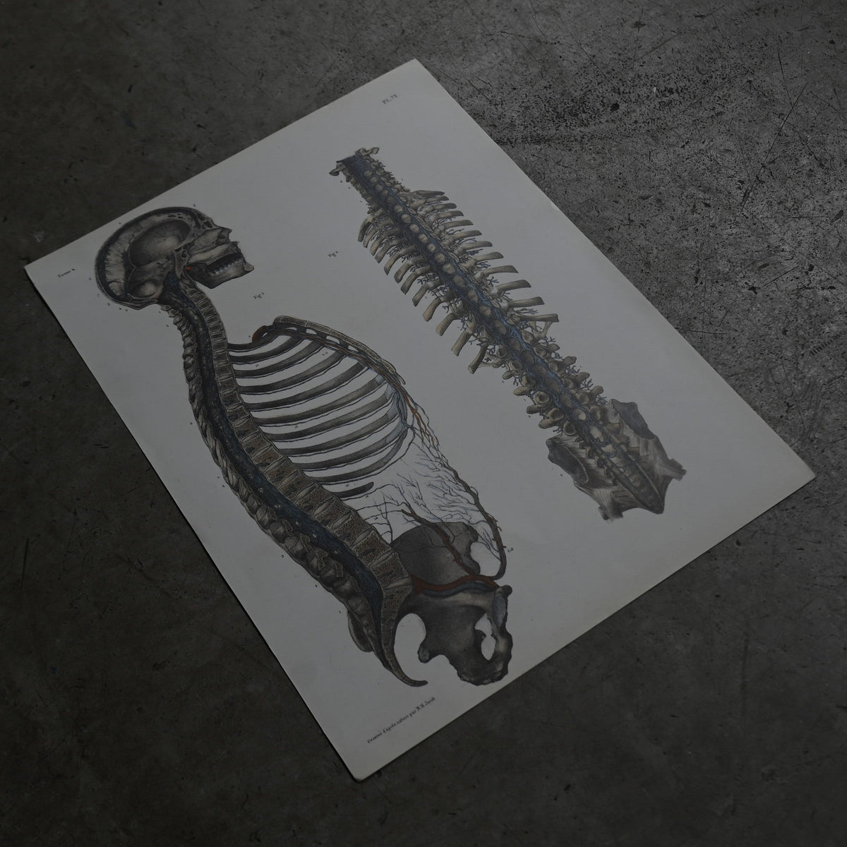 Encyclopedia of Human Anatomy P1-73｛RB-01102｝