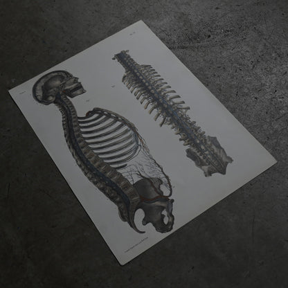 Encyclopedia of Human Anatomy P1-73｛RB-01102｝
