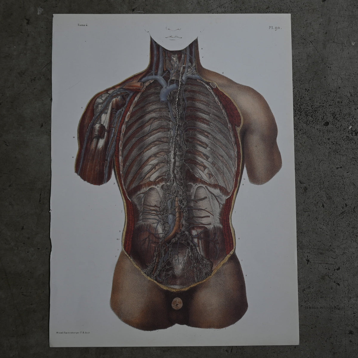 Encyclopedia of Human Anatomy P1-90｛RB-01101｝