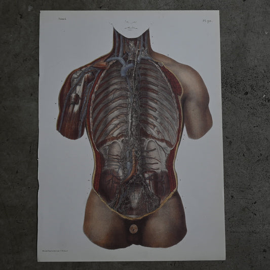 Encyclopedia of Human Anatomy P1-90｛RB-01101｝