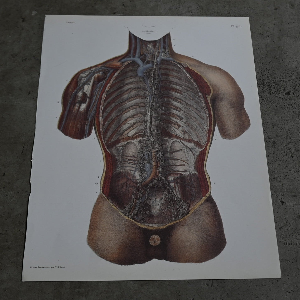 Encyclopedia of Human Anatomy P1-90｛RB-01101｝